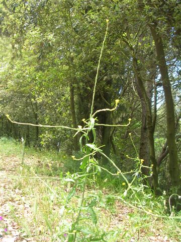 Arum sp -Sisymbrium officinale -Umbilicus cfr. horizontalis